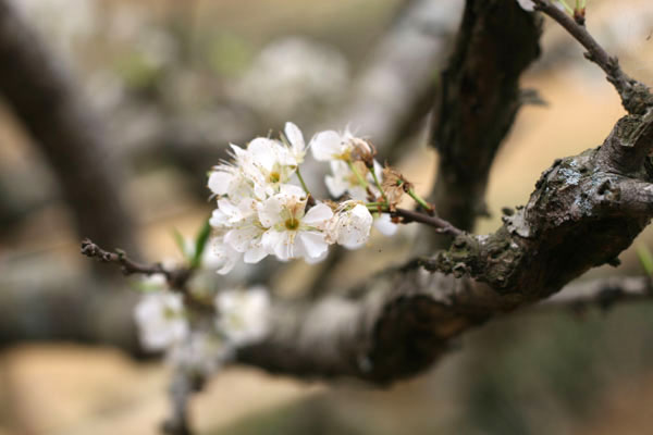 Xu&acirc;n tr&ecirc;n rẻo cao T&acirc;y Bắc
